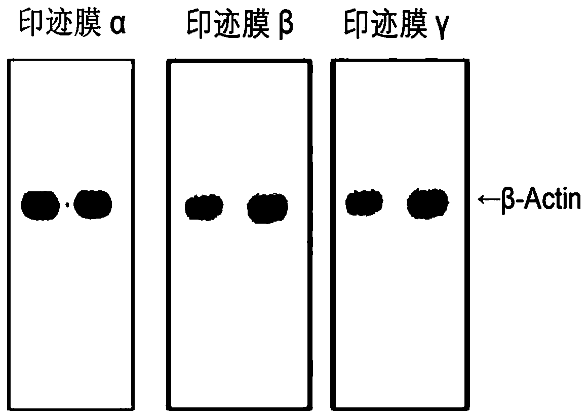 Antibody diluent for enhancing immune imprinting detection signal