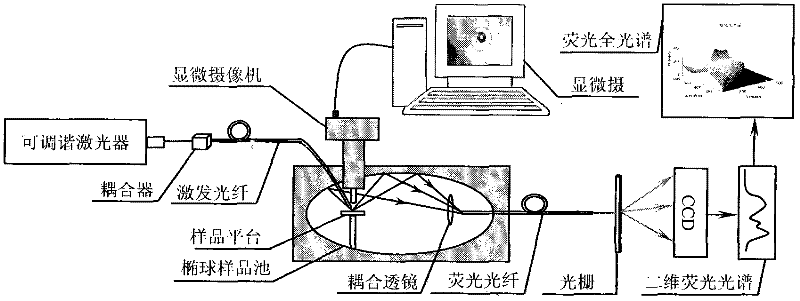 Microscopic fluorescence identification method for arene component of oil gas inclusion