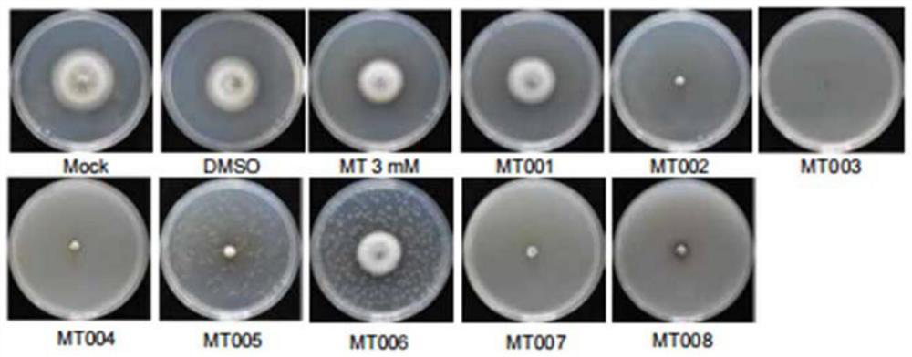 Application of melatonin derivative in prevention and treatment of plant fungal diseases