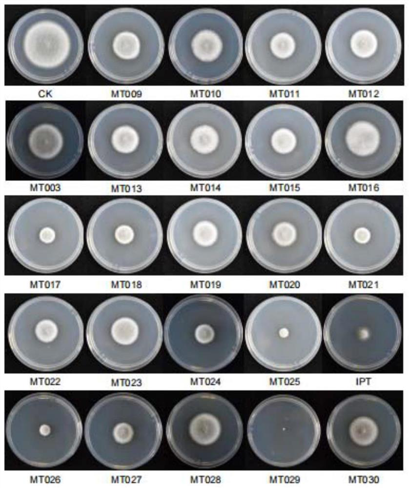 Application of melatonin derivative in prevention and treatment of plant fungal diseases