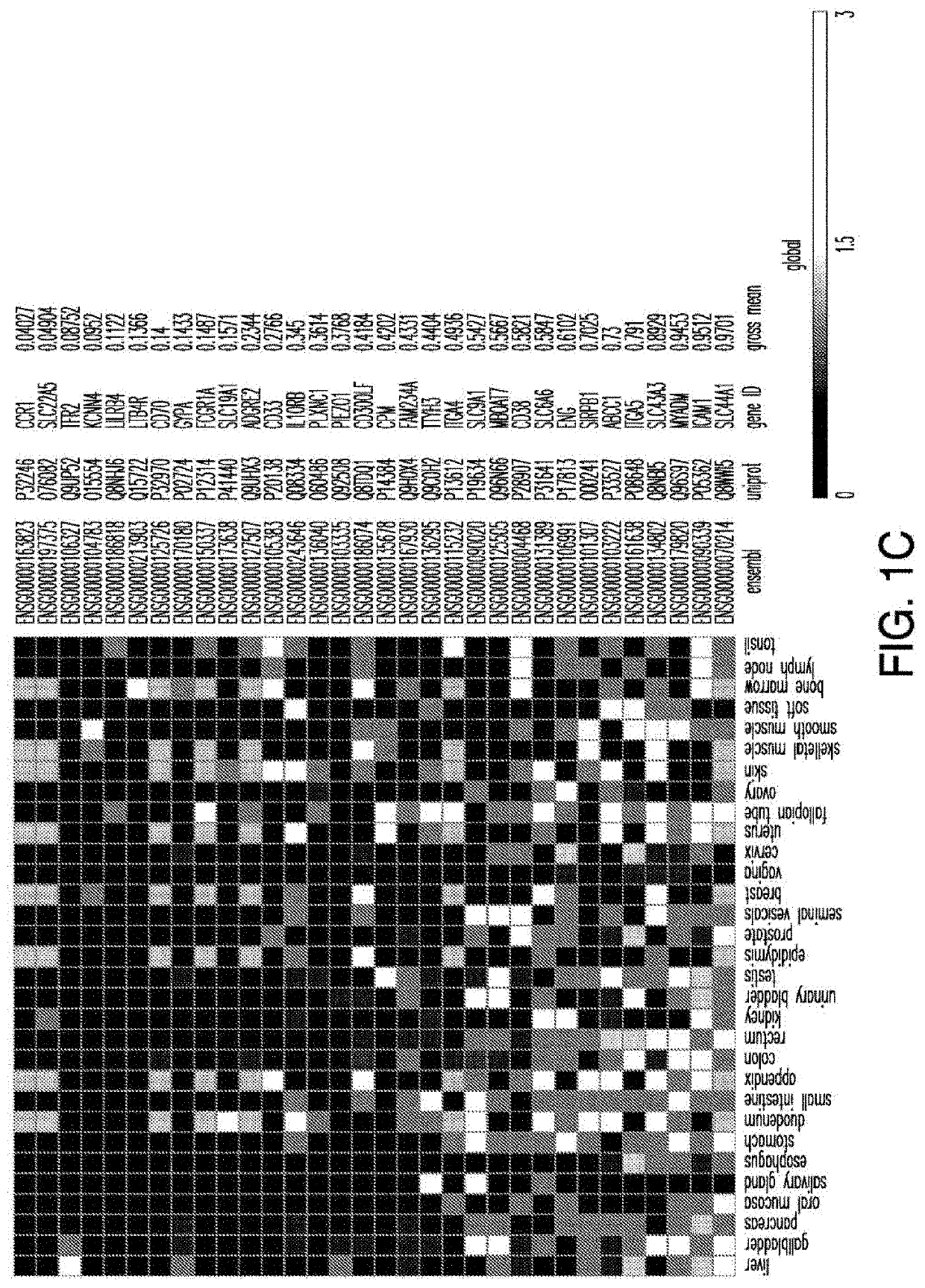 Cancer antigen targets and uses thereof