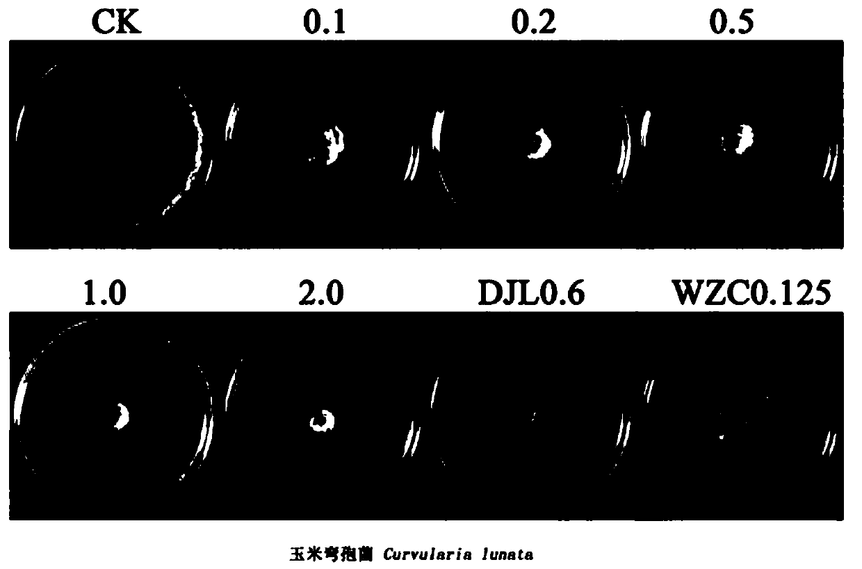 Application of posaconazole to preparation of bactericide for controlling plant pathogenic bacteria