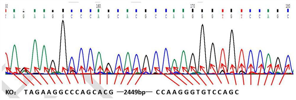 Tmem52 protein for regulating glycolipid metabolism, coding gene, sgRNA and application of Tmem52 protein