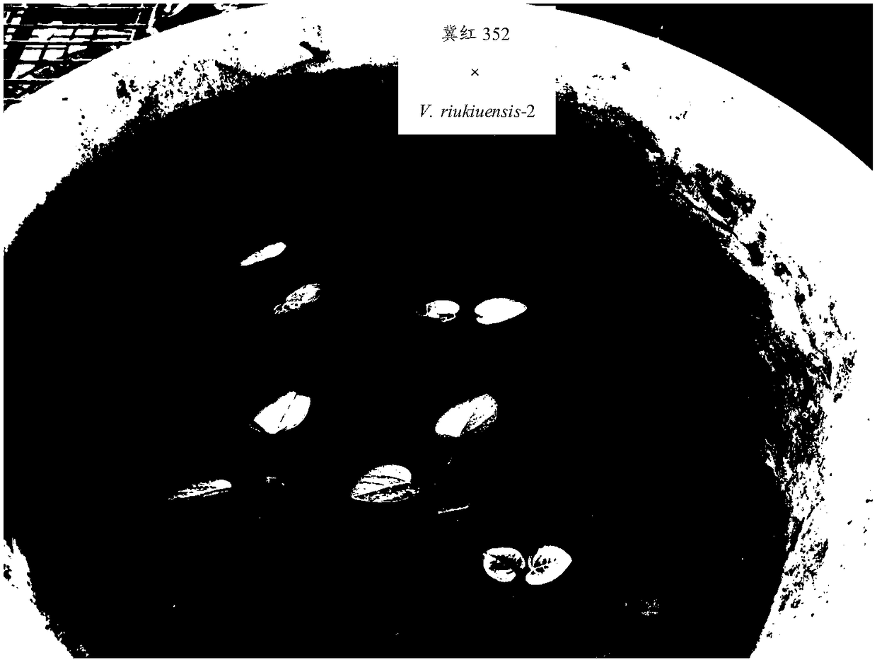 Method for realizing distant hybridization of vigna angularis and vigna umbellata by utilizing vigna riukiuensis as bridge parent