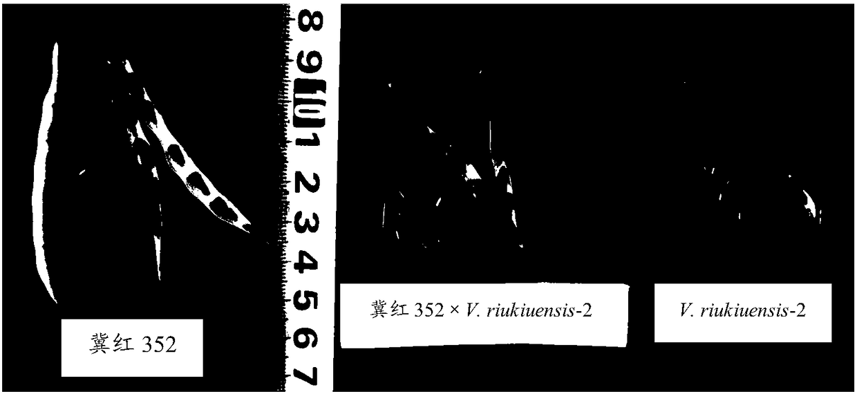 Method for realizing distant hybridization of vigna angularis and vigna umbellata by utilizing vigna riukiuensis as bridge parent