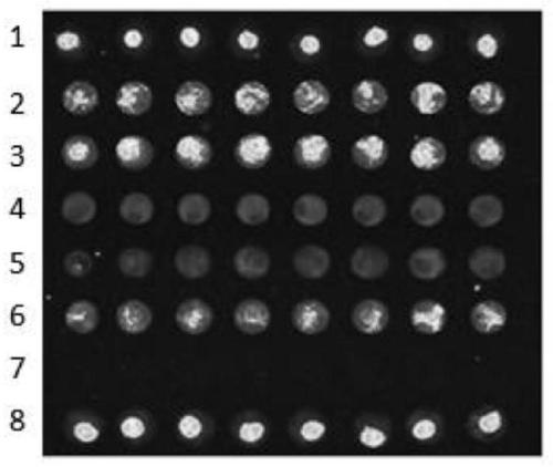 Detection method of cerebral arterial thrombosis miRNA marker