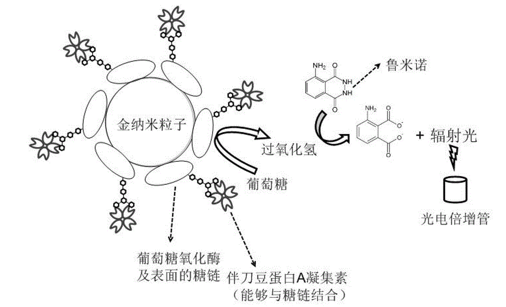 Electrogenerated chemiluminescence bacterium sensing method and multi-functional probe