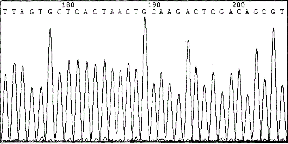 Method for detecting hypertension susceptibility gene and detection kit