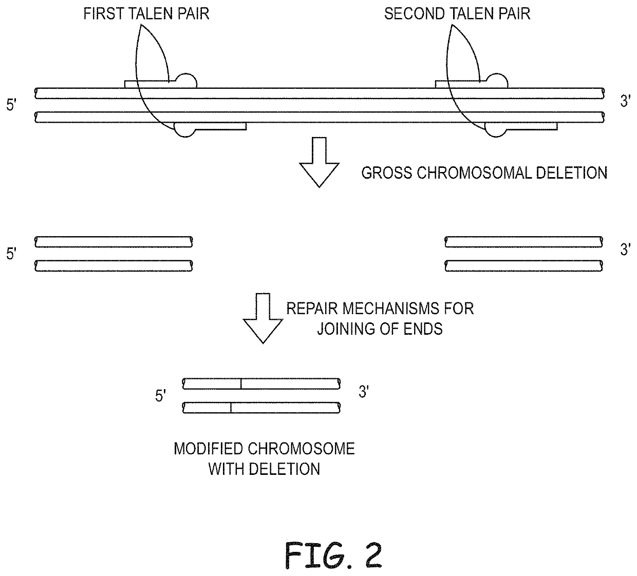 Non-meiotic allele introgression