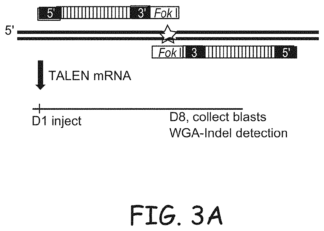 Non-meiotic allele introgression