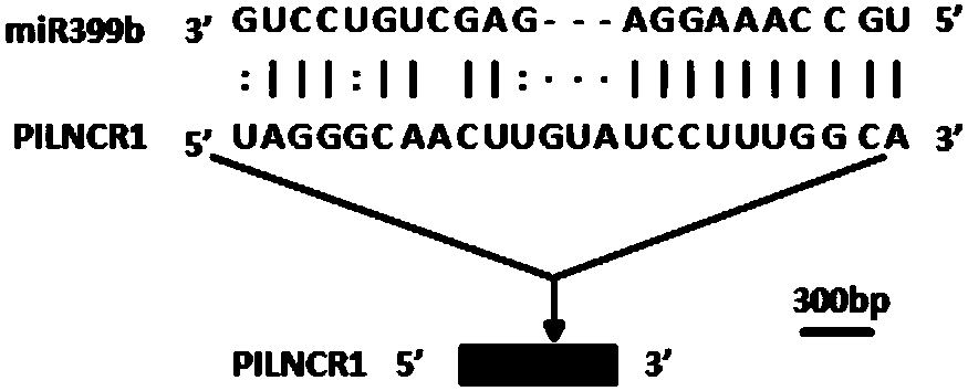 Maize PILNCR1 and application thereof in regulating and detecting maize tolerance to low-phosphorus stress