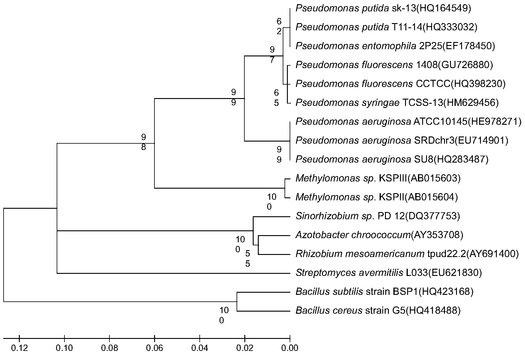 Application of pseudomonas aeruginosa strain