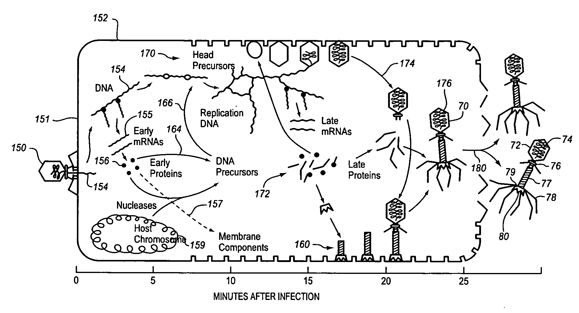 Method and apparatus for enhanced bacteriophage-based diagnostic assays by selective inhibition of potential cross-reactive organisms