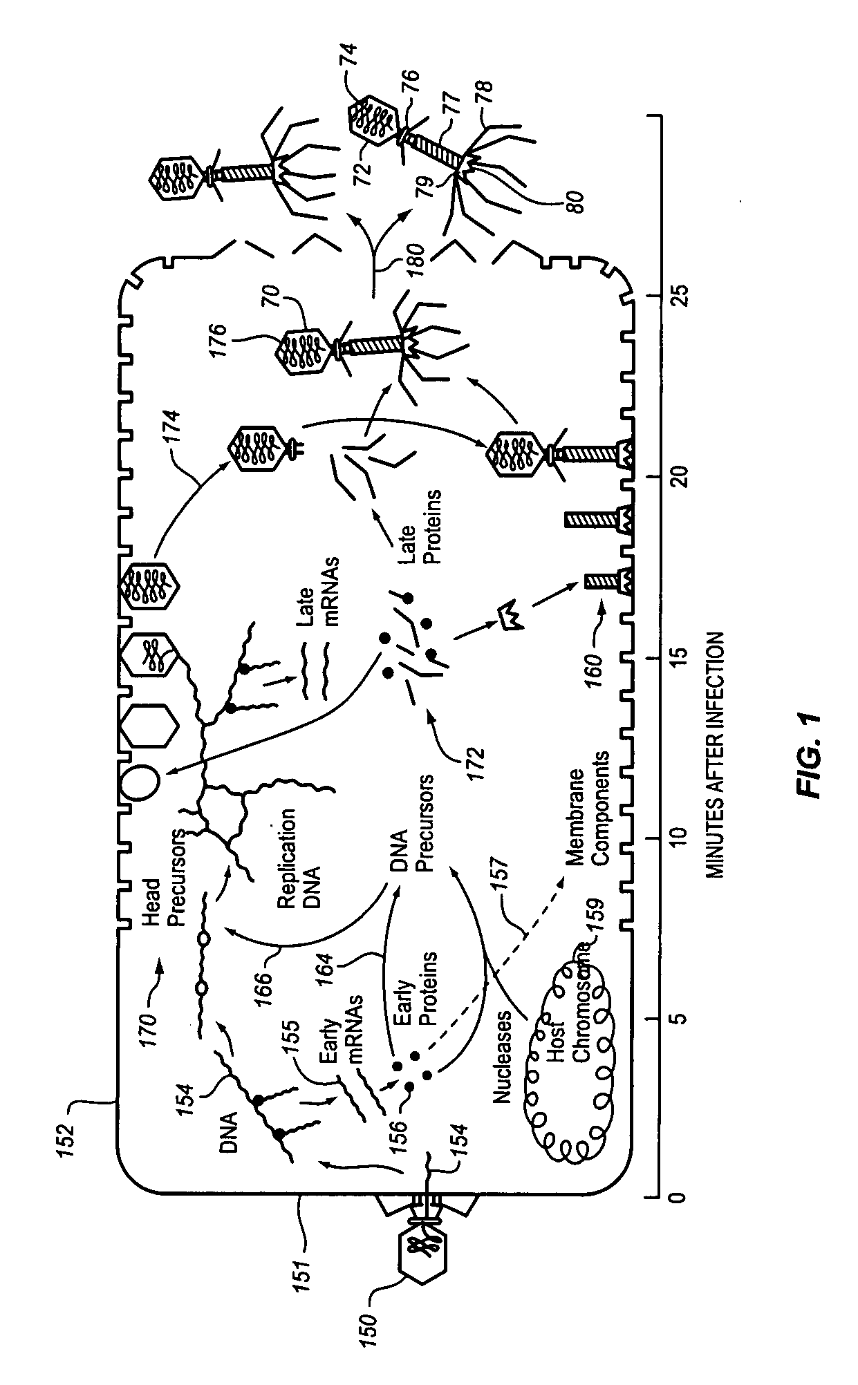 Method and apparatus for enhanced bacteriophage-based diagnostic assays by selective inhibition of potential cross-reactive organisms