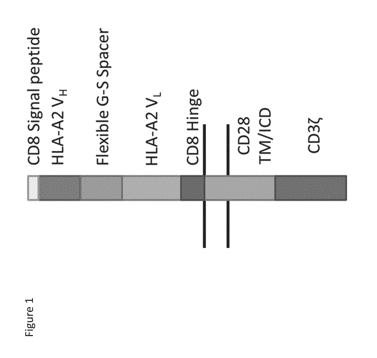 Methods To Protect Transplanted Tissue From Rejection