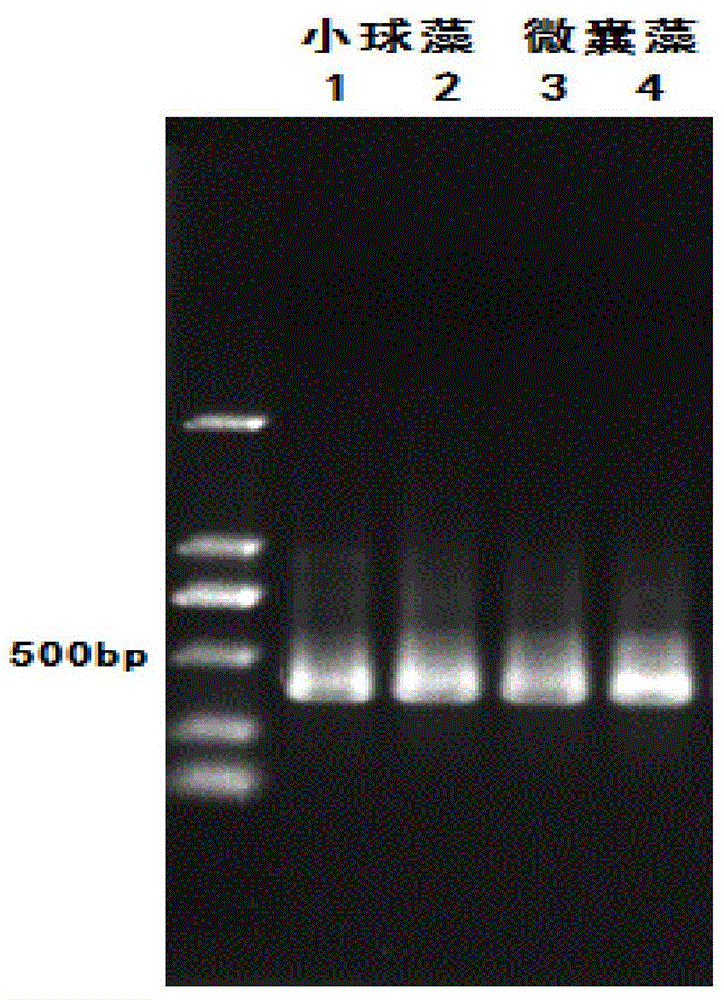 DNA analysis method for zooplankton, phytoplankton and zooplankton and phytoplankton specie composition and community structures