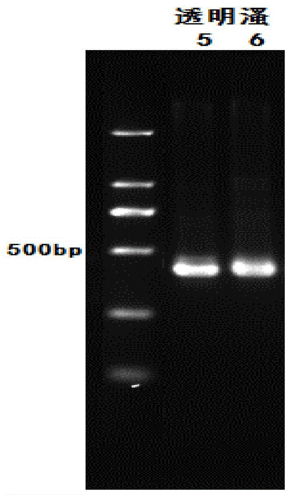 DNA analysis method for zooplankton, phytoplankton and zooplankton and phytoplankton specie composition and community structures