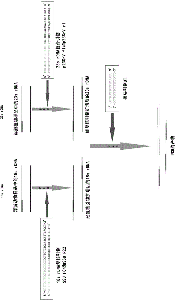 DNA analysis method for zooplankton, phytoplankton and zooplankton and phytoplankton specie composition and community structures