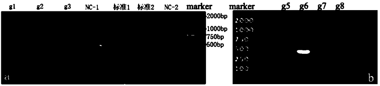 SgRNA targeting APOBEC3G (apolipoprotein B mRNA-editing enzyme catalytic polypeptide-like protein 3 protein G) gene and method for knocking out macaca fascicularis APOBEC3G gene