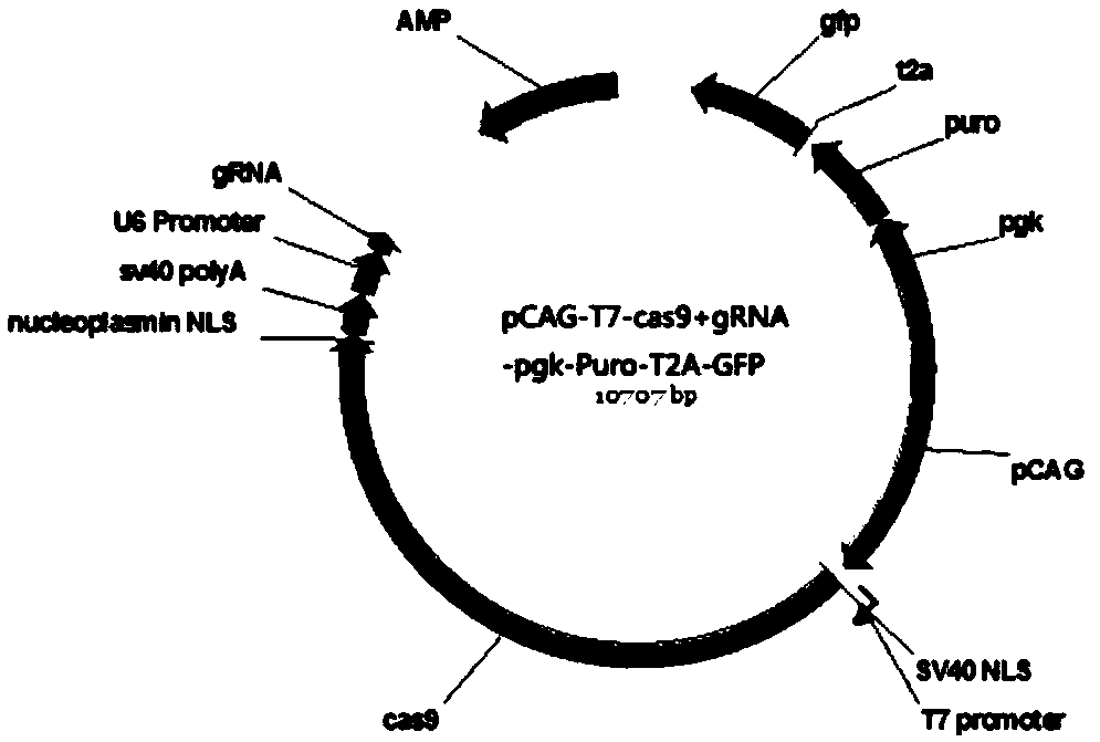 SgRNA targeting APOBEC3G (apolipoprotein B mRNA-editing enzyme catalytic polypeptide-like protein 3 protein G) gene and method for knocking out macaca fascicularis APOBEC3G gene