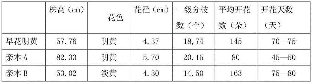 A kind of breeding method of early flowering cosmos