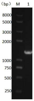 Beta-glucosidase with galactooligosaccharide synthesis capability and expression strain and application thereof