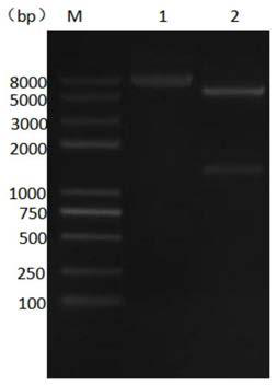 Beta-glucosidase with galactooligosaccharide synthesis capability and expression strain and application thereof