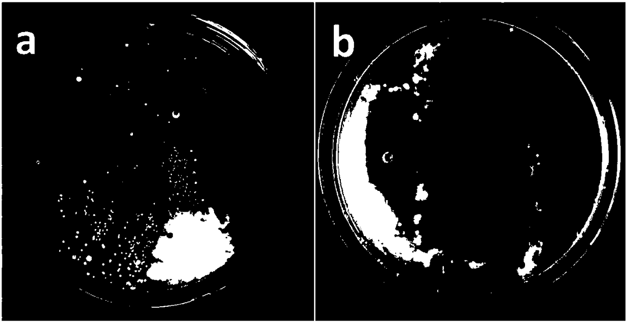 Method for improving surface floras of mobile phone screen