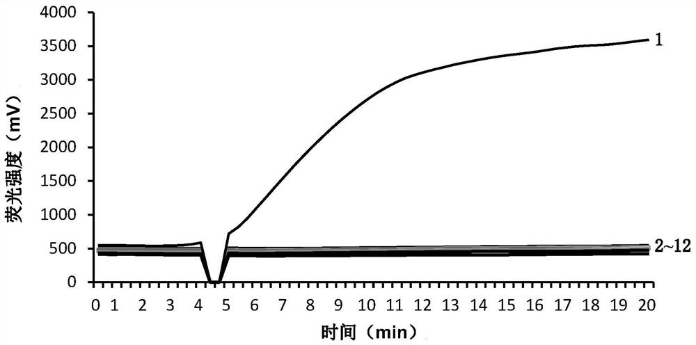 A kind of real-time fluorescent rpa detection primer of sweet potato black spot fungus and its application