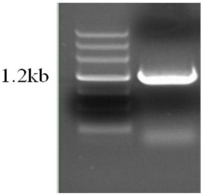 A kind of genetically engineered bacteria producing hyaluronic acid and its application