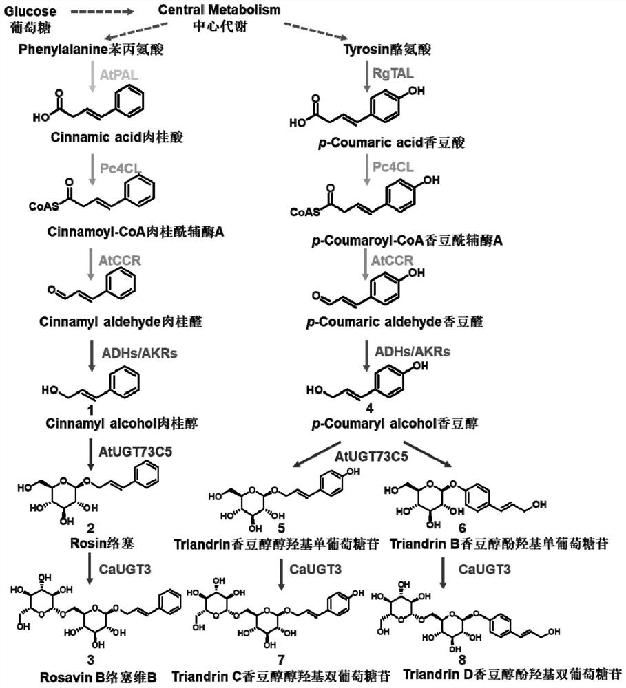 Traneverine analogue, genetically engineered bacterium for producing same and application of genetically engineered bacterium