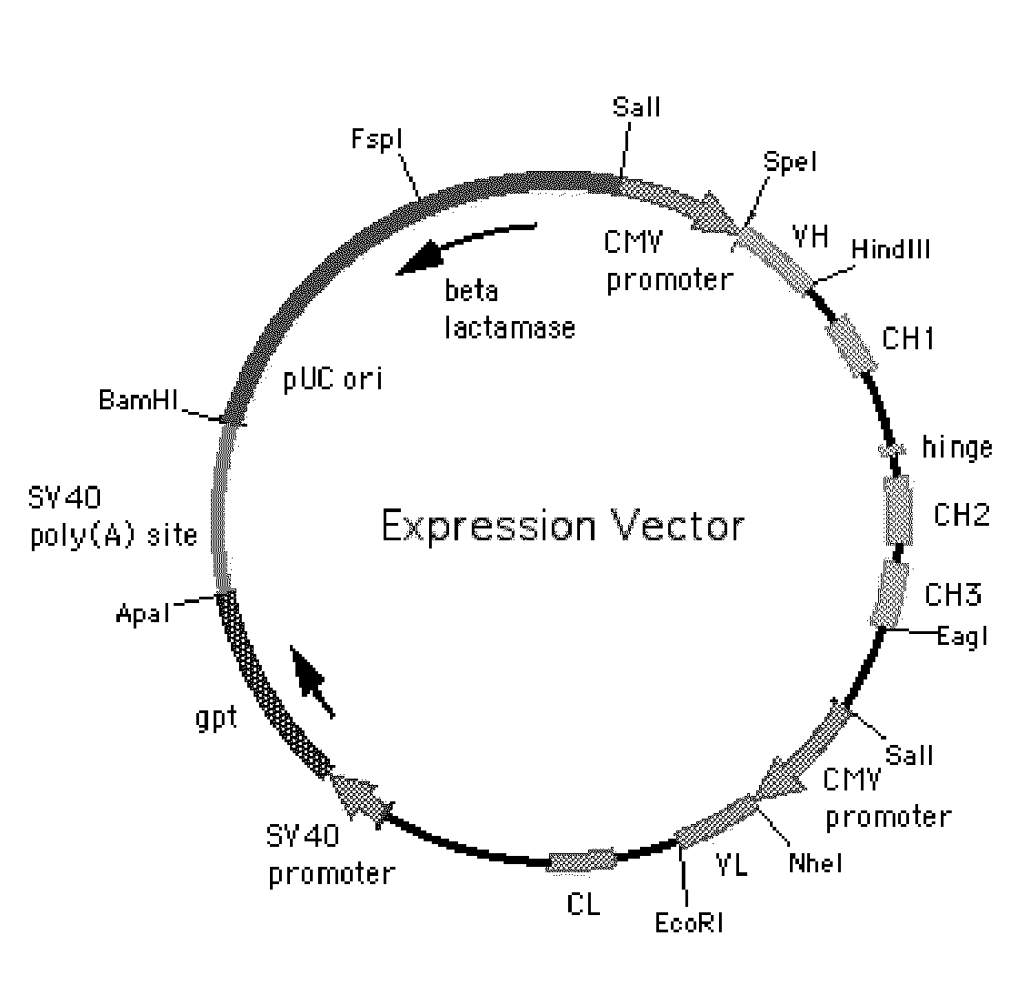 Humanized antibodies specific for amino acid sequence rgd of an extracellular matrix protein and the uses thereof