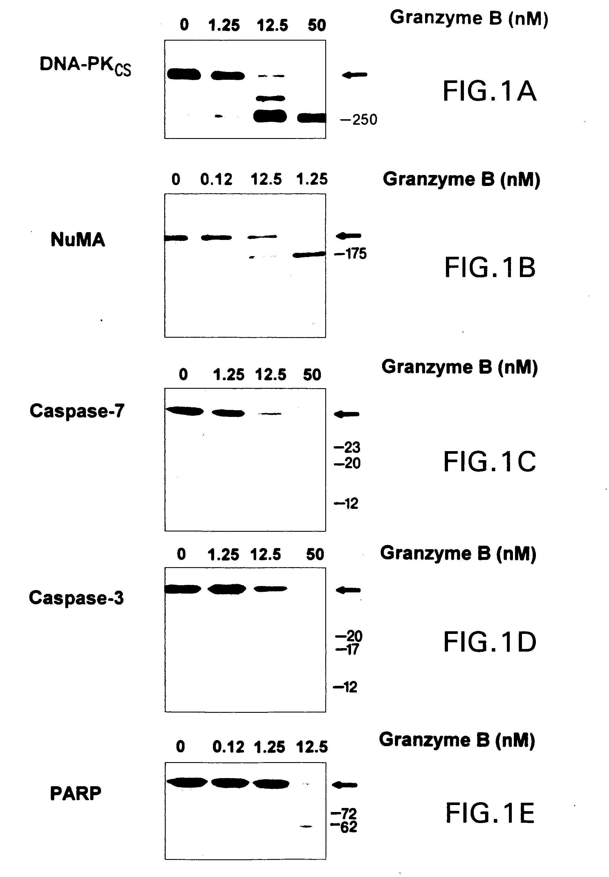 Autoantigenic fragments, methods and assays