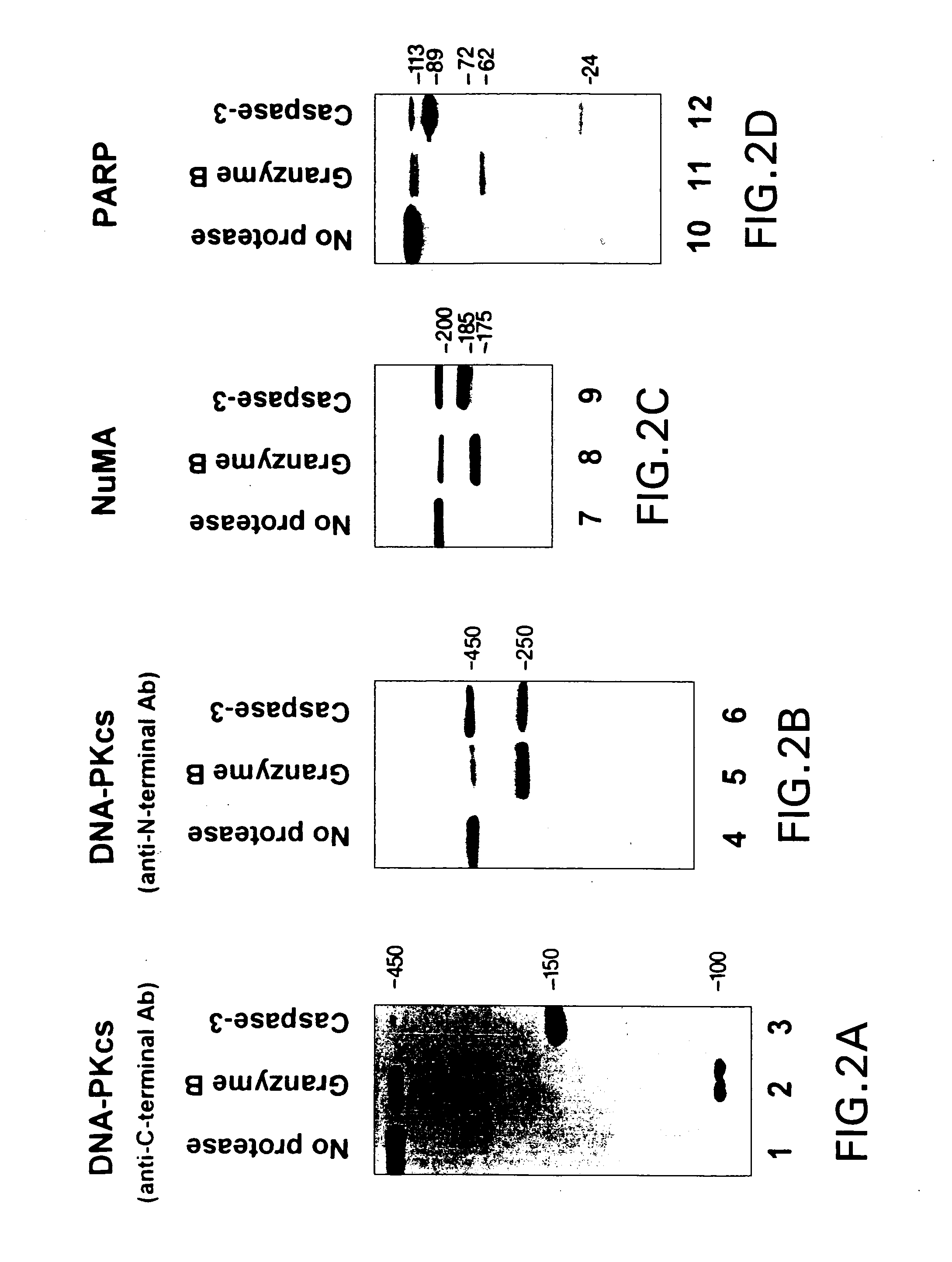 Autoantigenic fragments, methods and assays