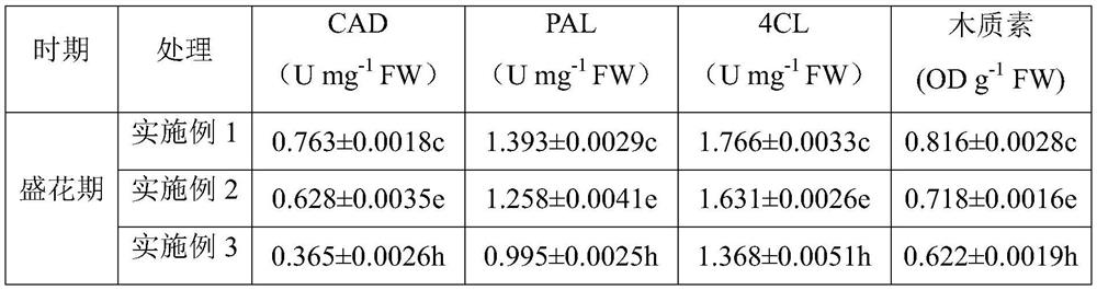 A cultivation method for mechanical seeding and improving lodging resistance of tartary buckwheat