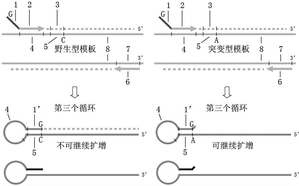 High selectivity gene mutation detection method, high selectivity gene mutation detection primer and primer design method