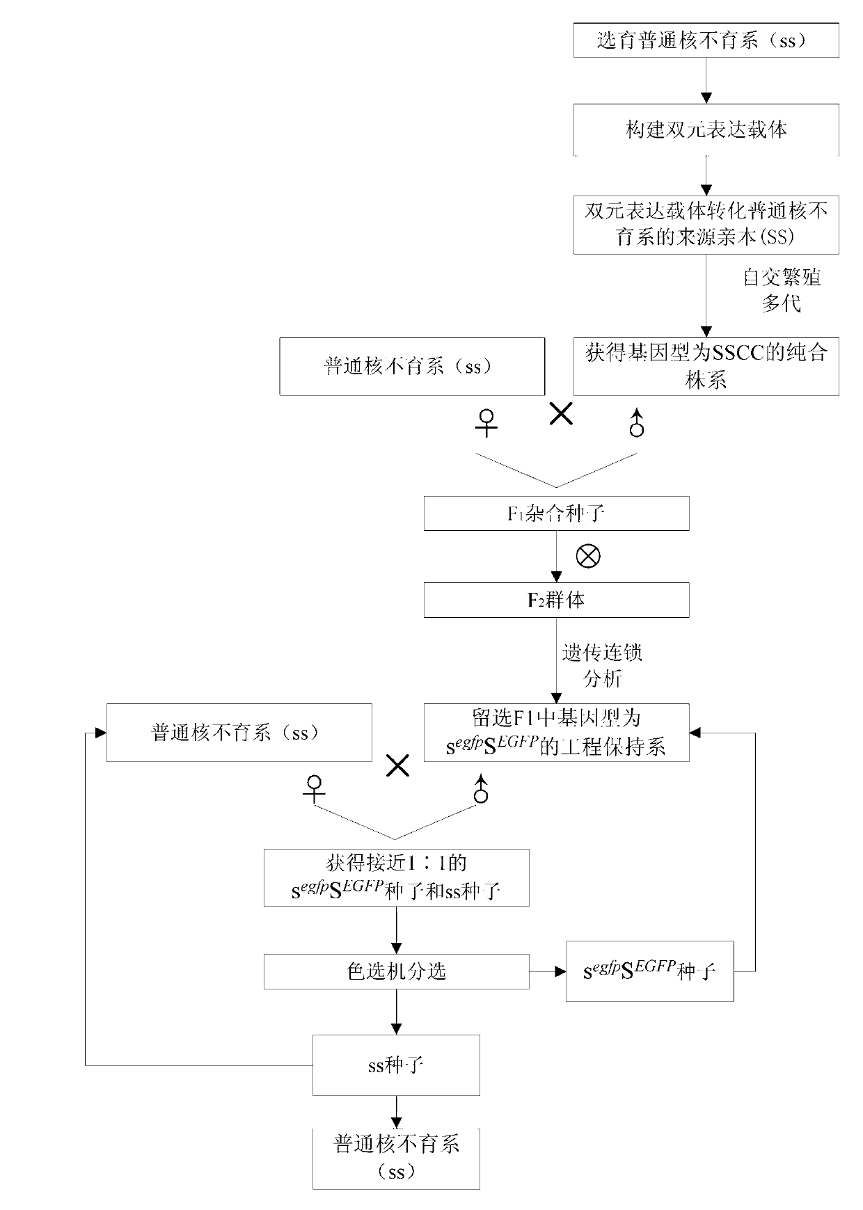 Universal type breeding method for rice engineering maintainer line, and application thereof in propagation of ordinary nucleic male sterility lines of rice