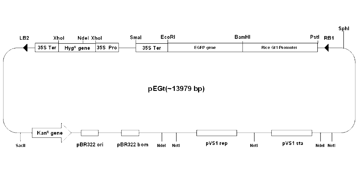 Universal type breeding method for rice engineering maintainer line, and application thereof in propagation of ordinary nucleic male sterility lines of rice