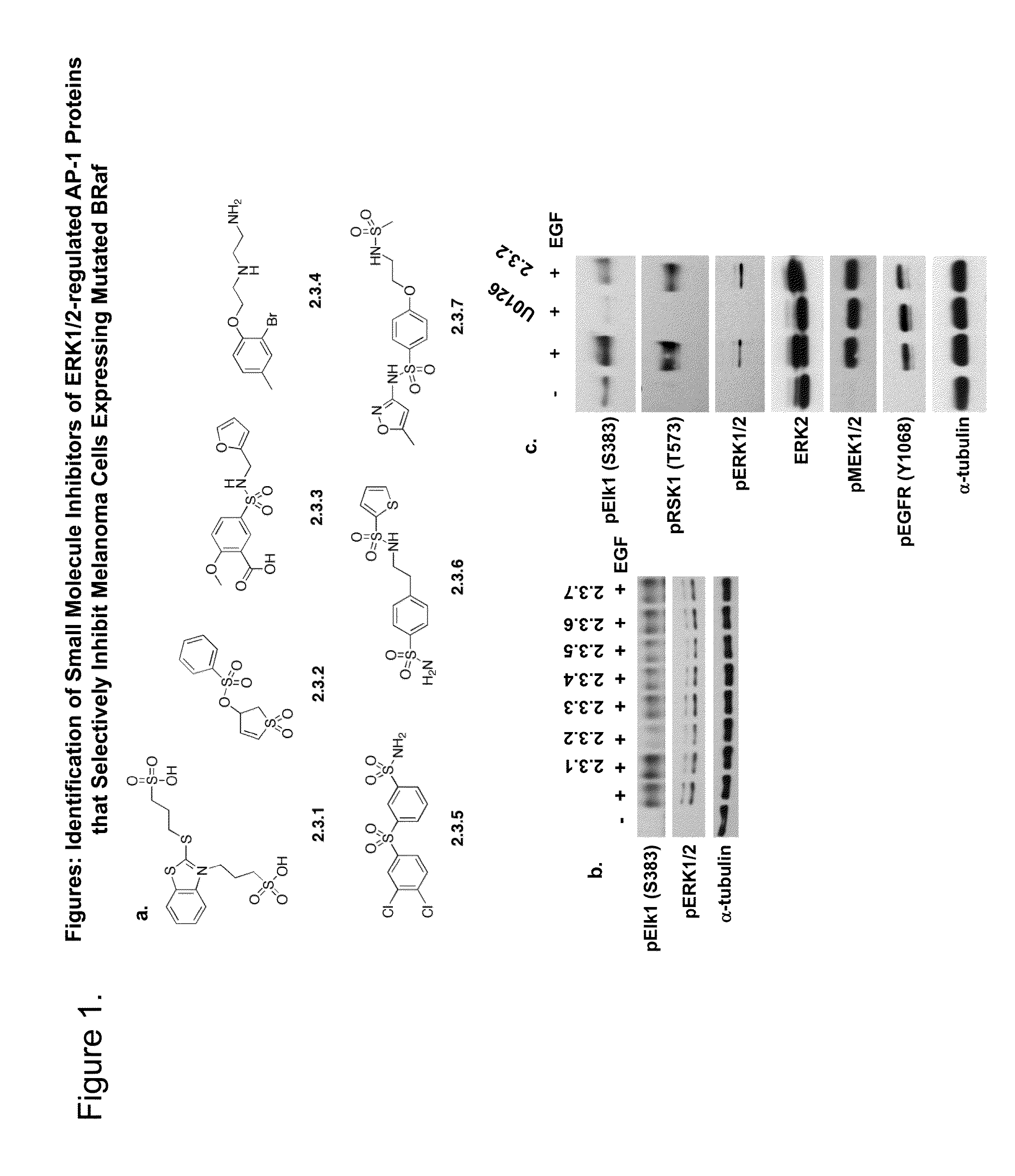 Non-atp dependent inhibitors of extracellular signal-regulated kinase (ERK)