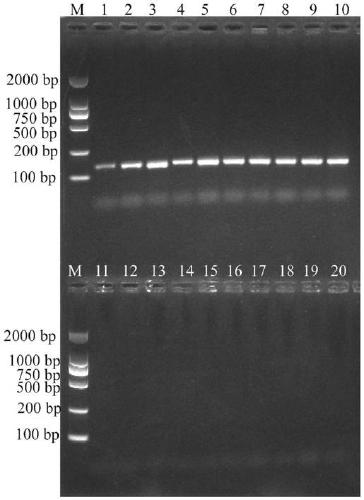 Characteristic sequence, primers and method for identifying Polygonatum filipe and Polygonatum cyrtonema