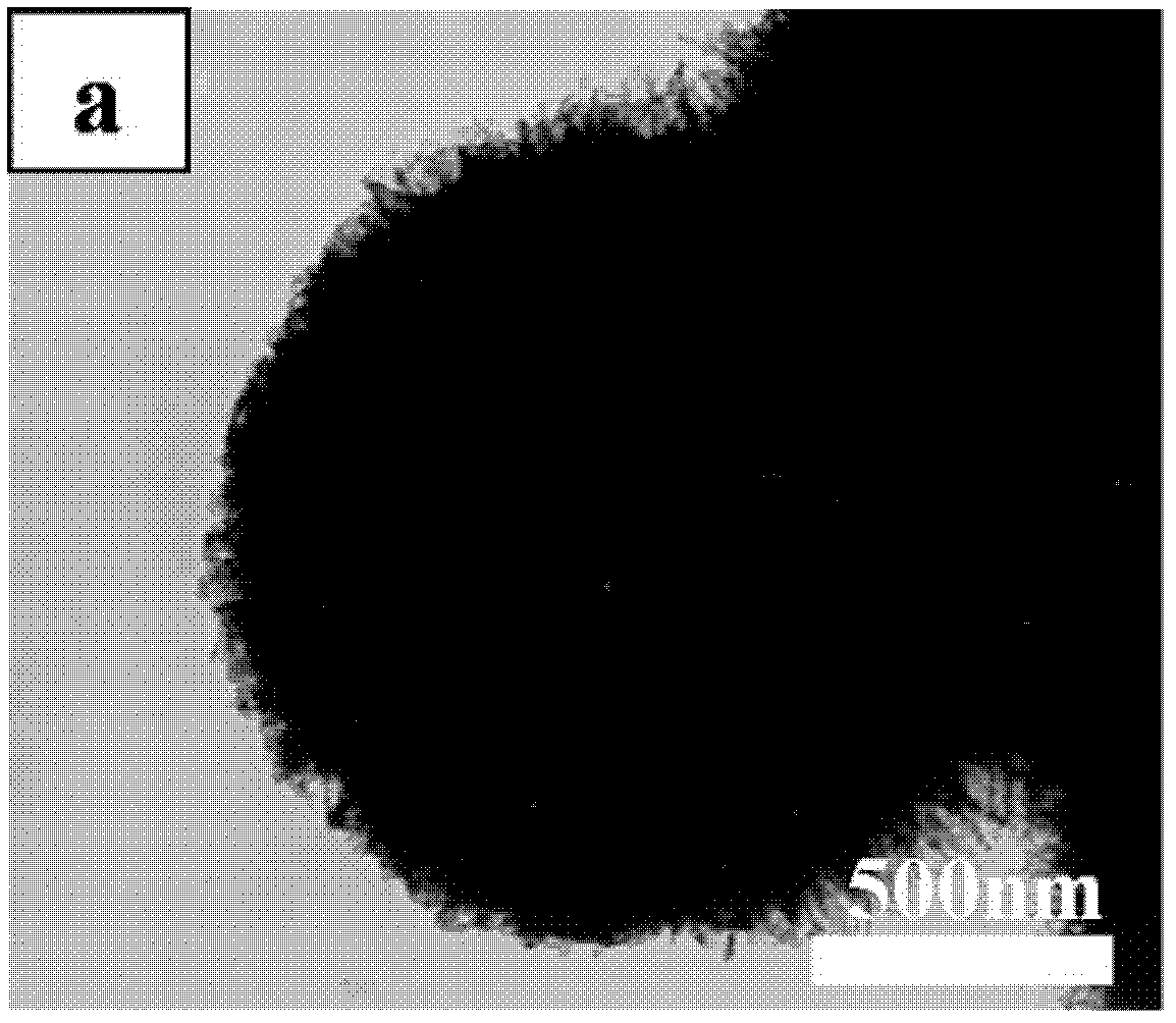 Preparation method of urchin-like titanium dioxide magnetic microspheres having double-layer cavity structures