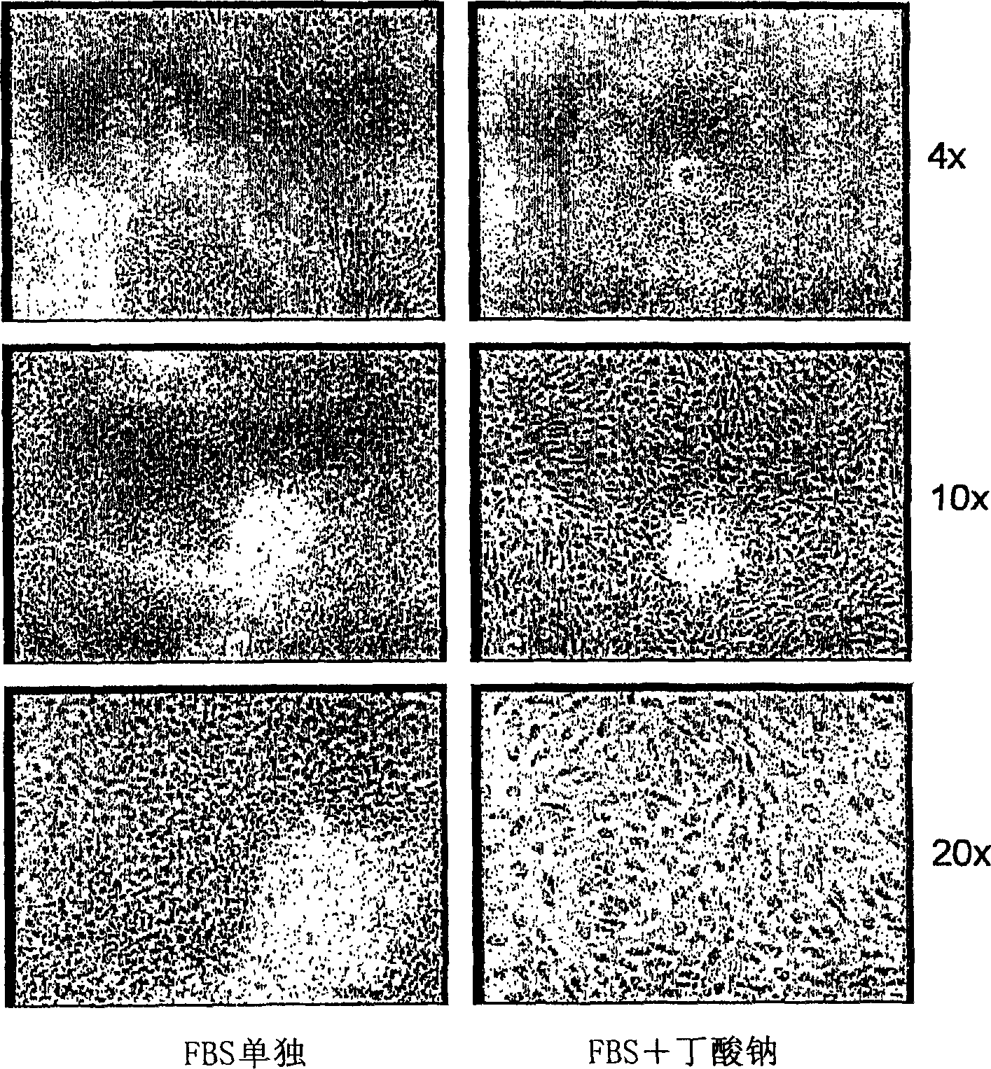 Hepatocyte lineage cells derived from pluripotent stem cells