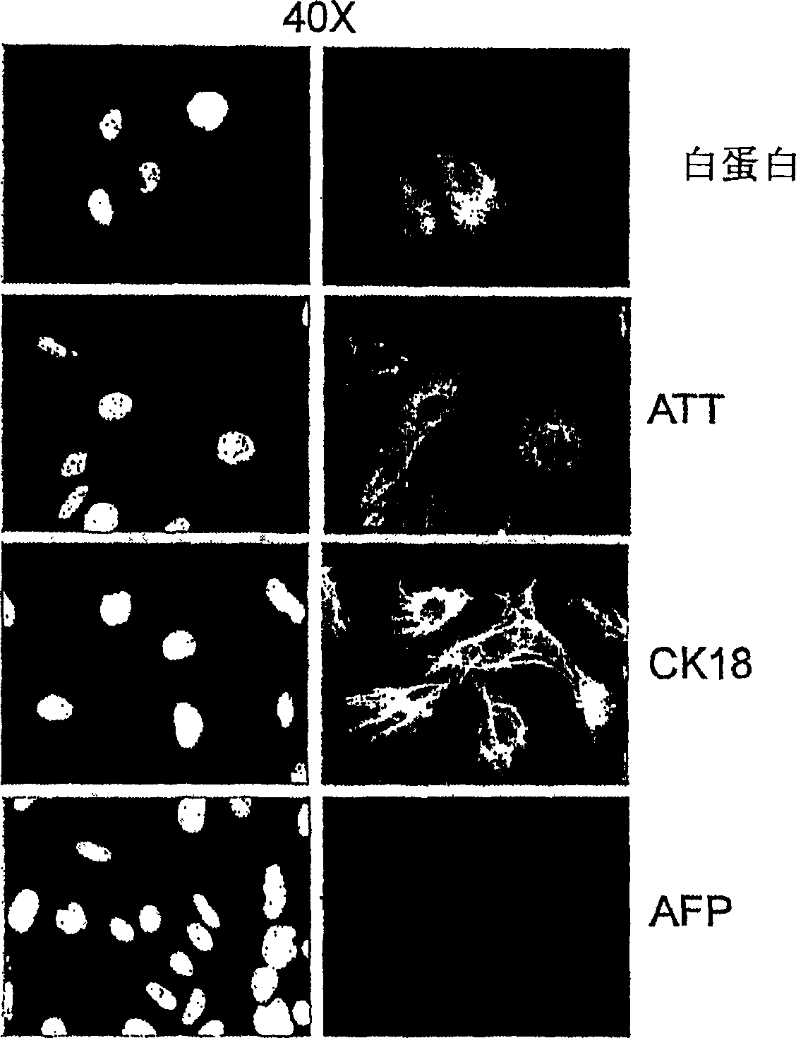 Hepatocyte lineage cells derived from pluripotent stem cells