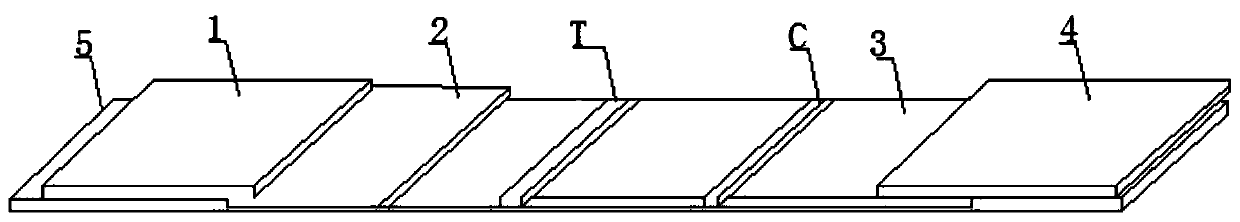 Brucella abortus virus fluorescent microsphere immunochromatography test paper and preparation method and detection method thereof