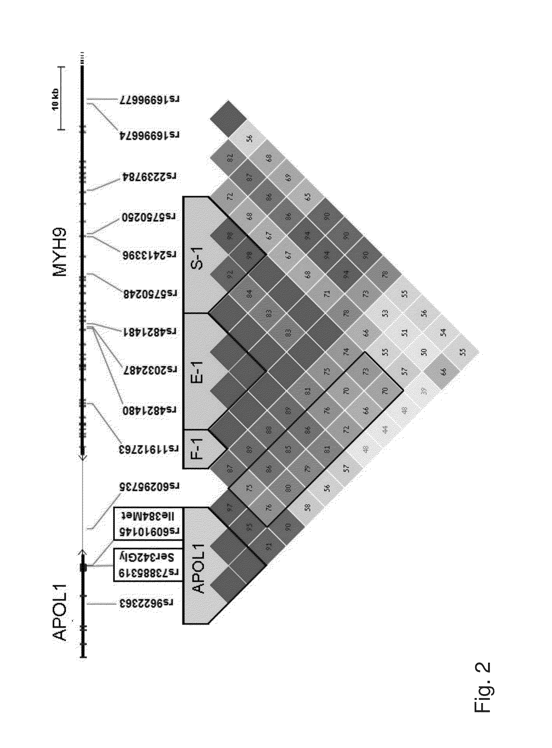 Methods and kits for determining predisposition to develop kidney diseases