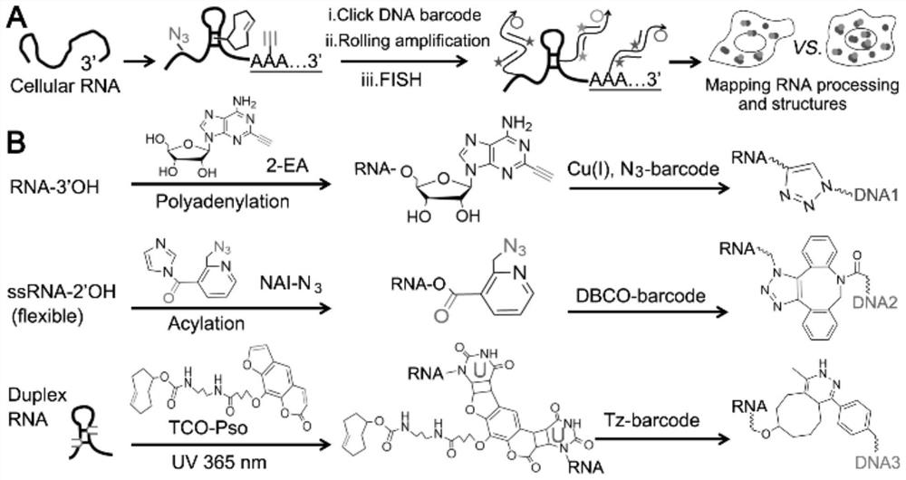 An in situ imaging method for cellular RNA tailing and structure