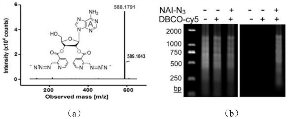 An in situ imaging method for cellular RNA tailing and structure