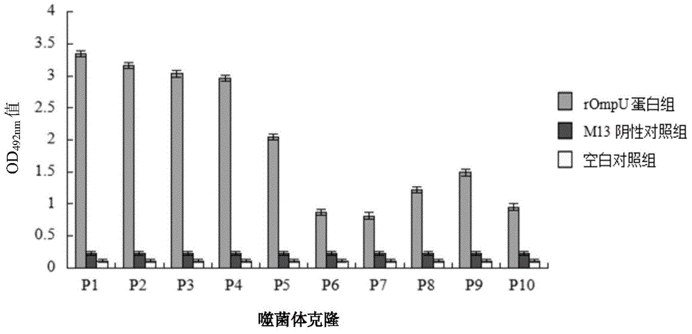 Vibrio mimicus OmpU adhesin protein binding peptide having adhesion antagonistic activity, polypeptide composition and application thereof