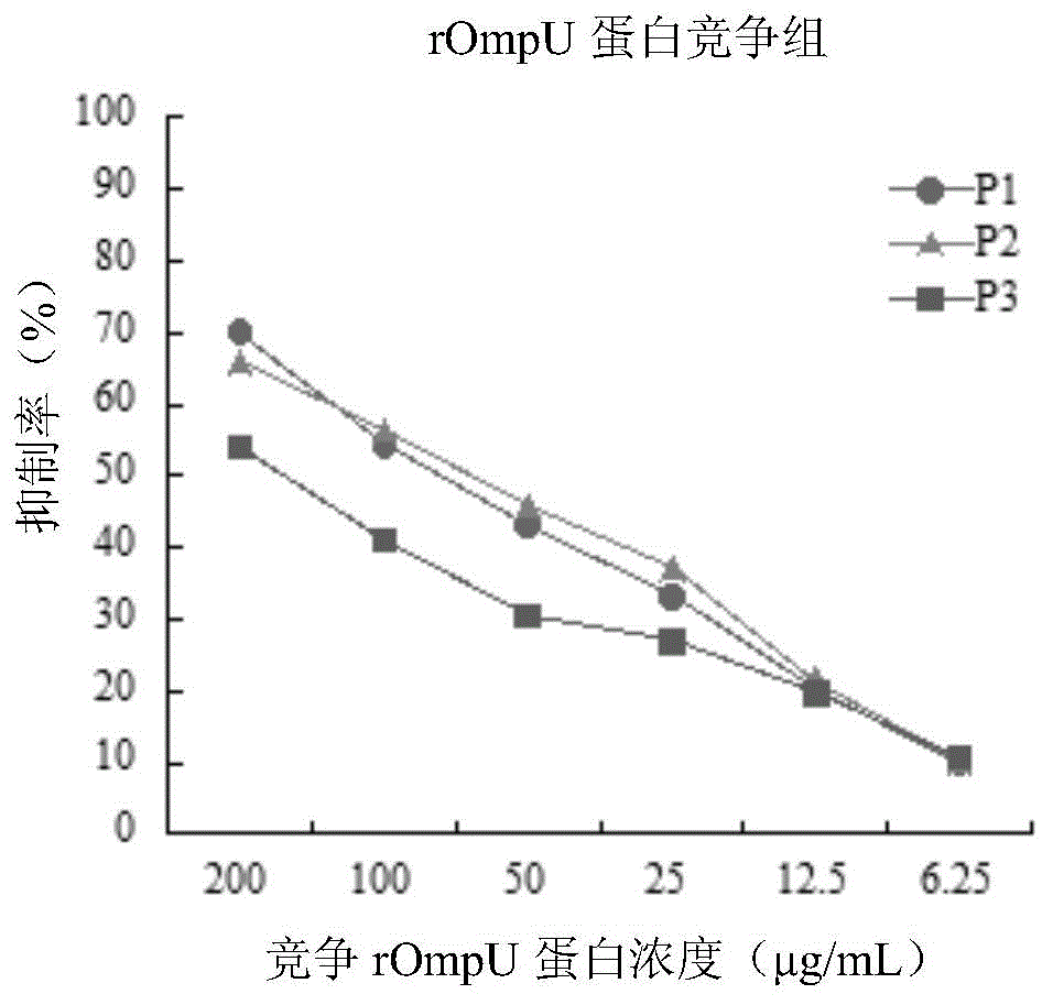 Vibrio mimicus OmpU adhesin protein binding peptide having adhesion antagonistic activity, polypeptide composition and application thereof