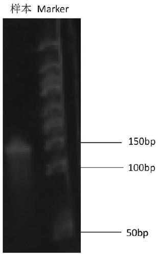 Primer set, probe set and kit for detecting COVID-19 virus, and application of kit